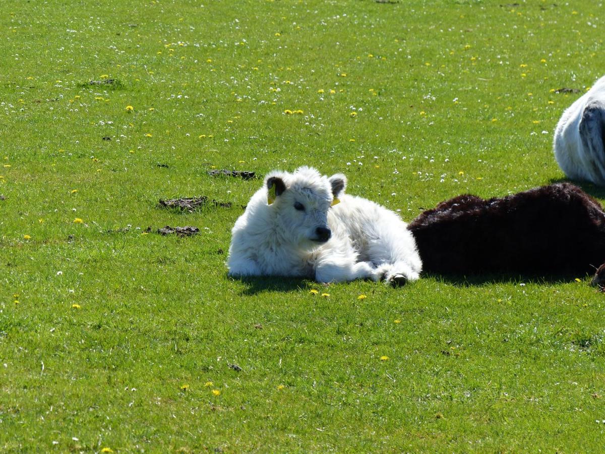 Xavers Ranch Meschede Esterno foto